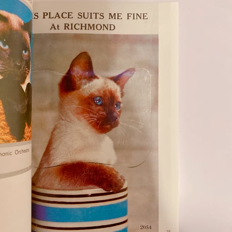 More Than Cat Food