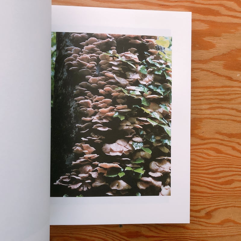 ホンマタカシ Symphony その森の子供 mushrooms from the for