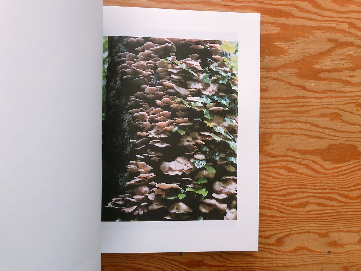 その森の子供　ホンマタカシ ホンマタカシ: その森の子供 [Takashi Homma: Mushrooms From