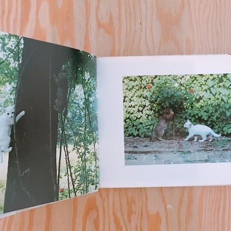 ズッケロとカピートに仔猫が生まれた