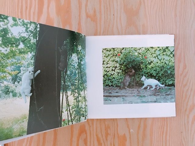 ズッケロとカピートに仔猫が生まれた | BOOKNERD ズッケロとカピートに仔猫が生まれた | BOOKNERD
