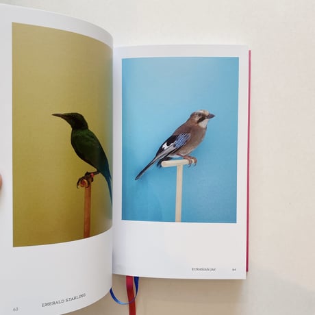 An Incomplete Dictionary of Show Birds