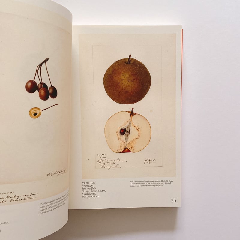 An Illustrated Catalog of American Fruits and N