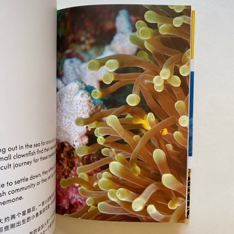 THE ANEMONE, THE CLOWNFISH AND DR.SONG