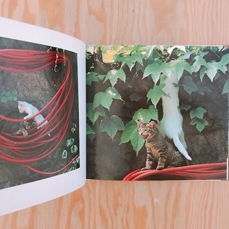 お値下げしました。西川治　写真集　ズッケロとカピートに仔猫が生まれた。 ズッケロとカピートに仔猫が生まれた 猫の写真集』西川治 1978年
