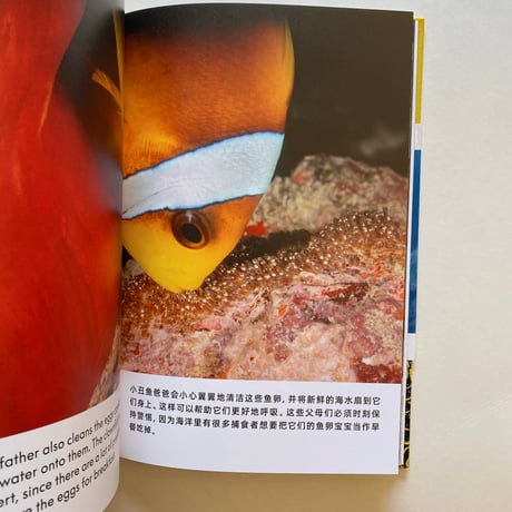 THE ANEMONE, THE CLOWNFISH AND DR.SONG