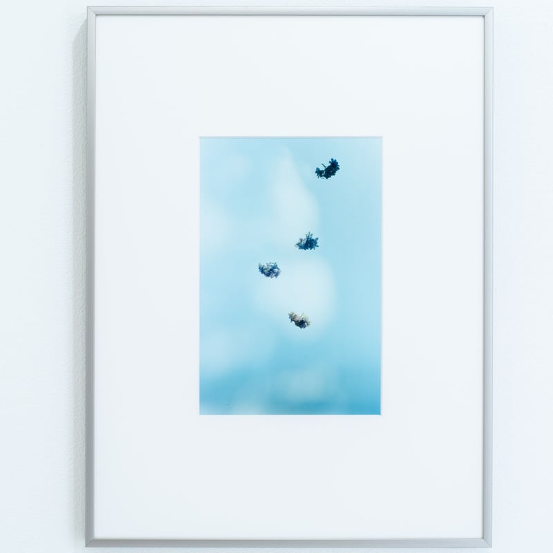 野口恵太 FLOWER 野口恵太 写真展 FLOWER | Get insight from Arts