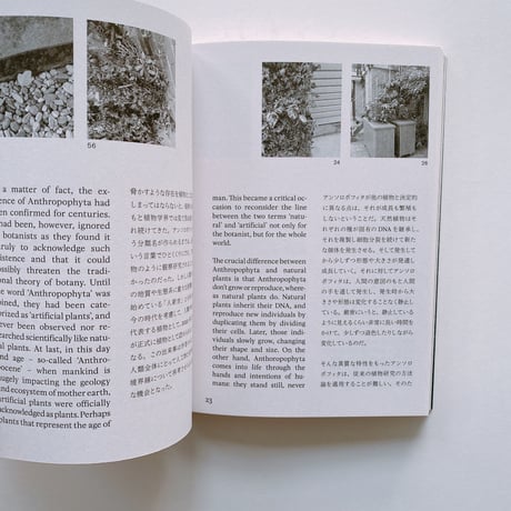 Anthropophyta / 人工植物門