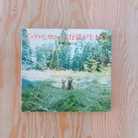 ズッケロとカピートに仔猫が生まれた