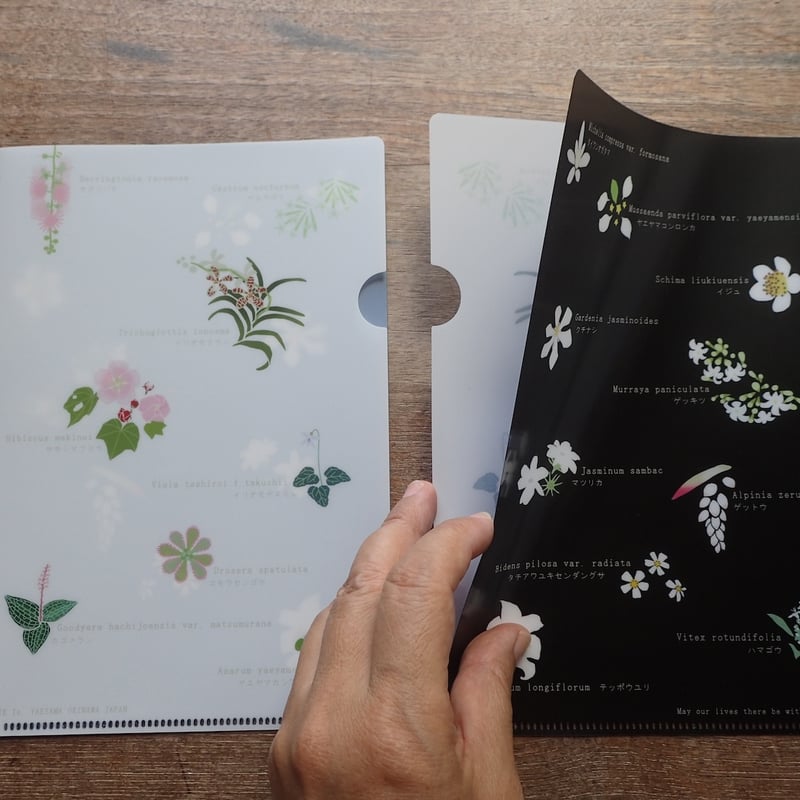 A5クリアファイル「西表島の花々」 | しまのなかまfromIRIOMOTE