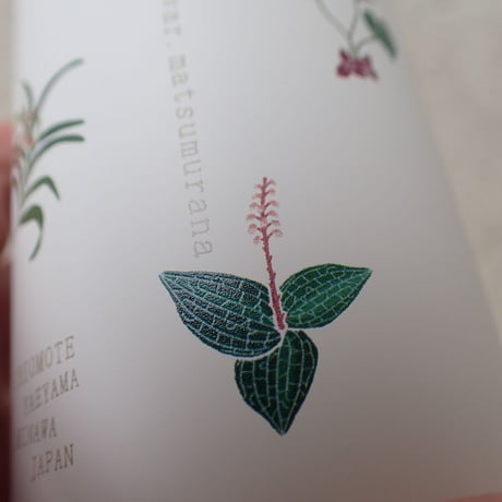 【しまの草花】サーモボトル　200ml　（旧来印刷・現品限り）
