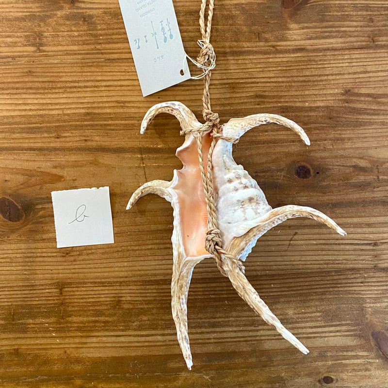 水字貝　スイジガイ　沖縄産 貝殻　火難除け・魔除け　自然 標本 コレクション 水字貝 スイジガイ 沖縄産 貝殻 火難除け・魔除け 自然 標本 装飾