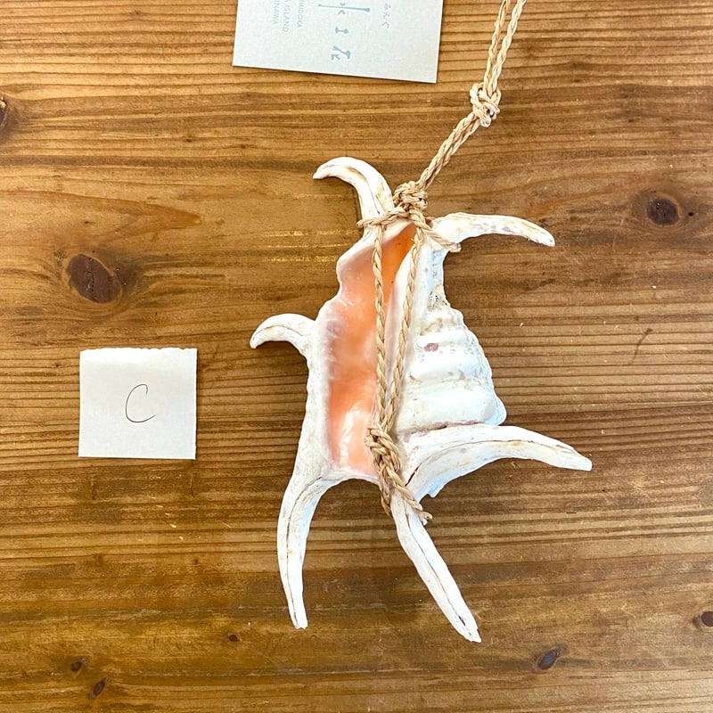 【沖縄】天然ホラ貝 法螺貝 ホラ貝 インテリア 魔除け 沖縄】天然ホラ貝 法螺貝 ホラ貝 インテリア 魔除け 2025年最新】沖縄