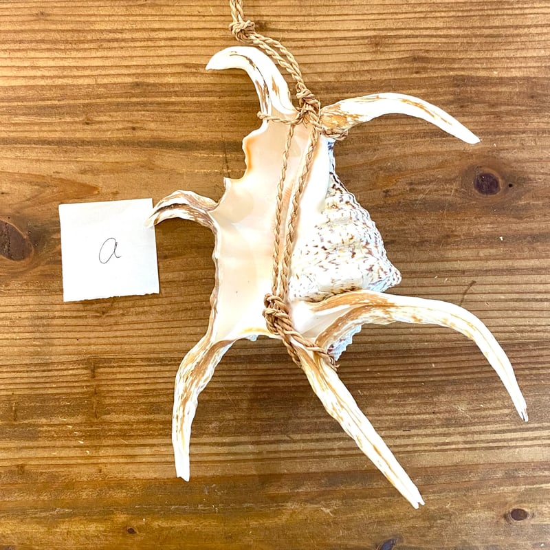 沖縄の伊平屋島の民具】 種水土花 水字貝の魔除け | 沖縄のうつわ