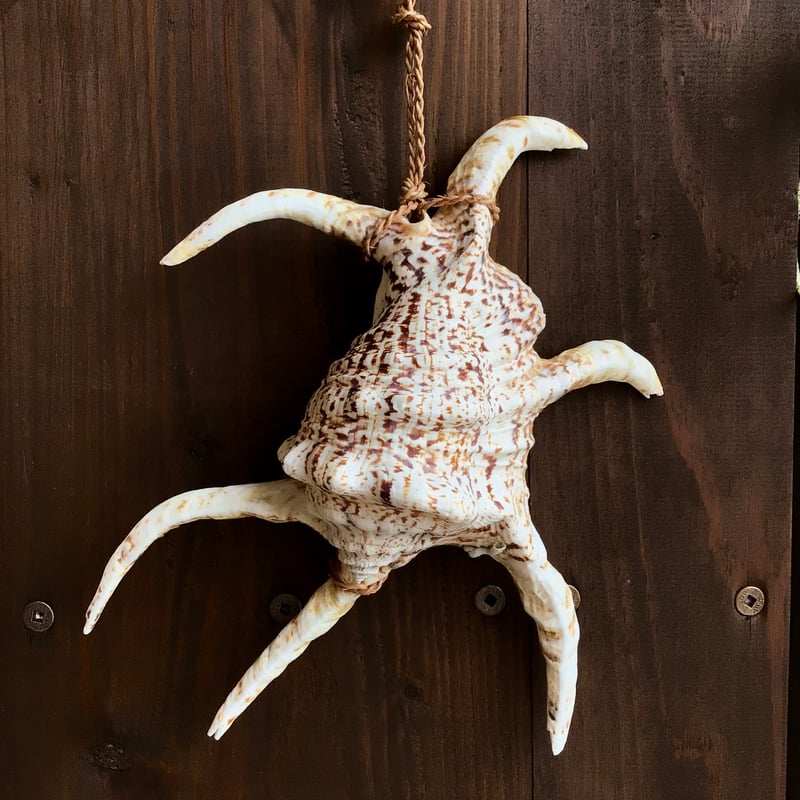 沖縄の伊平屋島の民具】 種水土花 水字貝の魔除け | 沖縄のうつわ