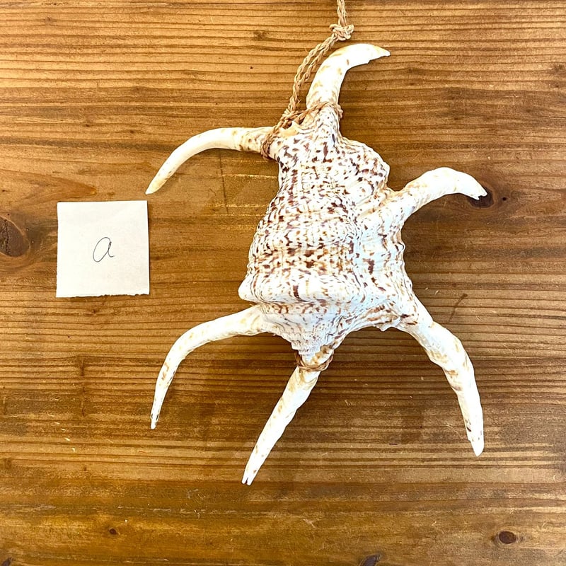 巻貝 キャラメル色 縞々貝殻 標本 水槽 アクアリウム 郷土品 アフリカ