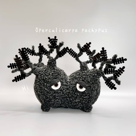 pachypus | STORES