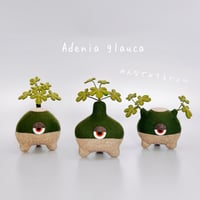 みてるじょグラウカくん　natural