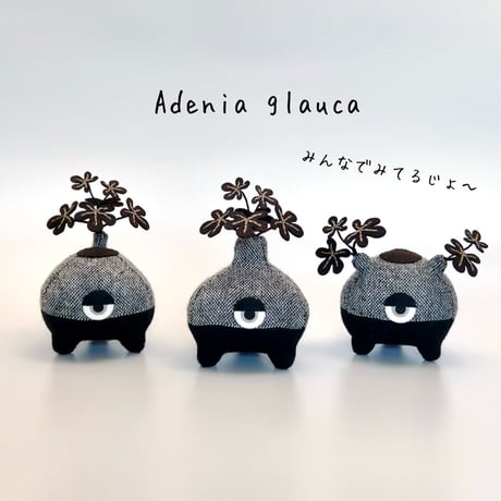 アデニアグロボーサ | STORES