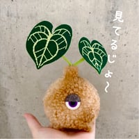 みてるじょアンスちゃん　natural