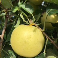 【いだしい】 トキ 3kg/5kg［送料込］