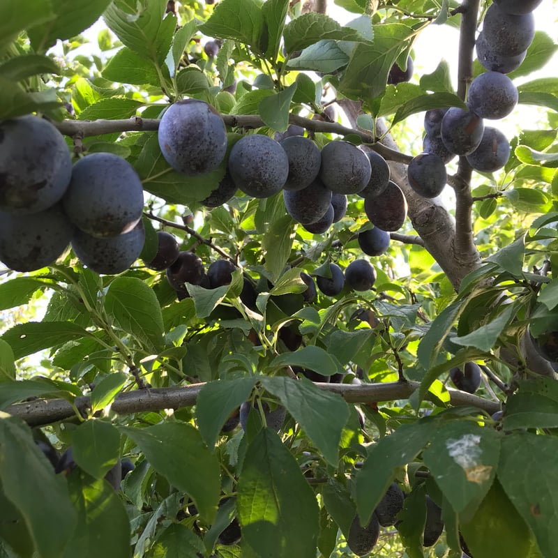 シュガープルーンのドライ(120g入)【1～4袋】 | Felsen Baum