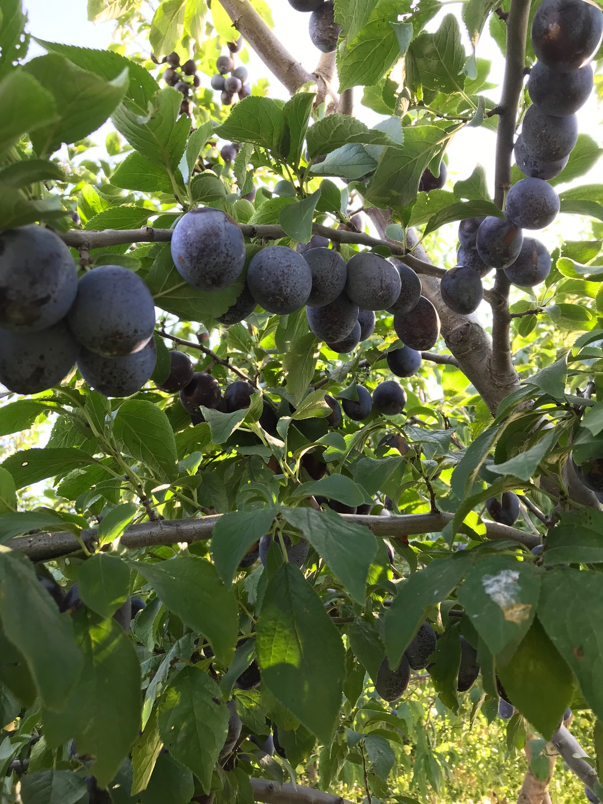 シュガープルーンのドライ(120g入)【1～4袋】 | Felsen Baum