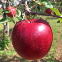 【いだしい】つがる 3kg/5kg［送料込/冷蔵便］