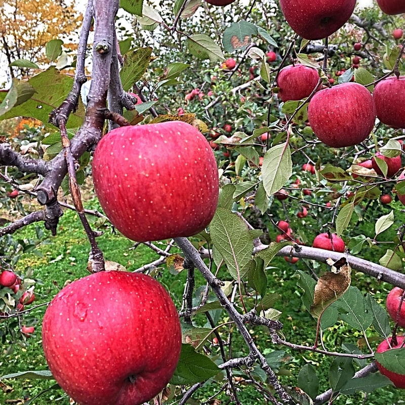 いだしい】サンふじ 3kg/5kg/10kg【送料込】 | Felsen Baum -フェル