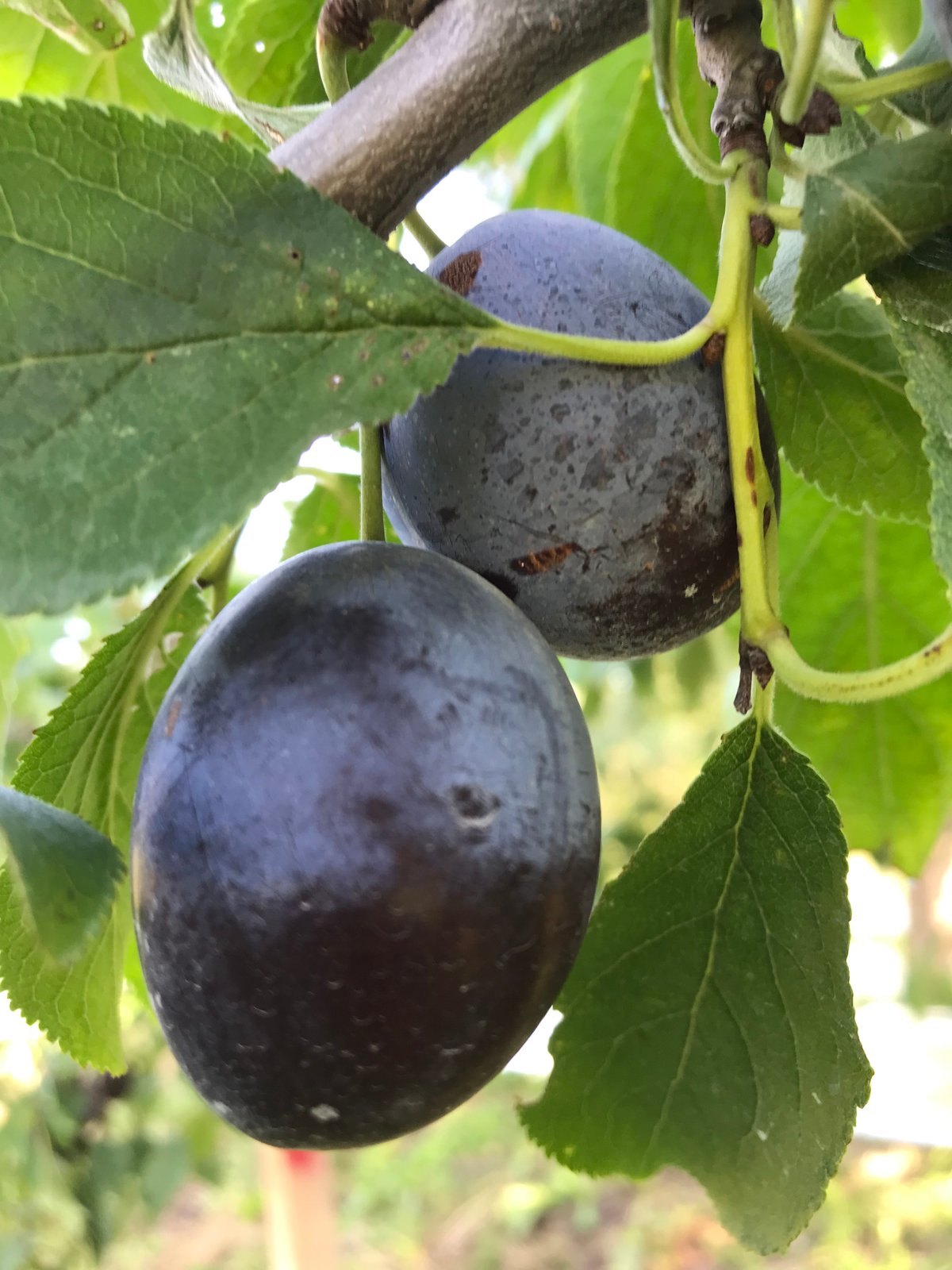 シュガープルーンのドライ(120g入)【1～4袋】 | Felsen Baum