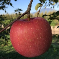 【いだしい】ひろさきふじ 3kg/5kg［送料込］