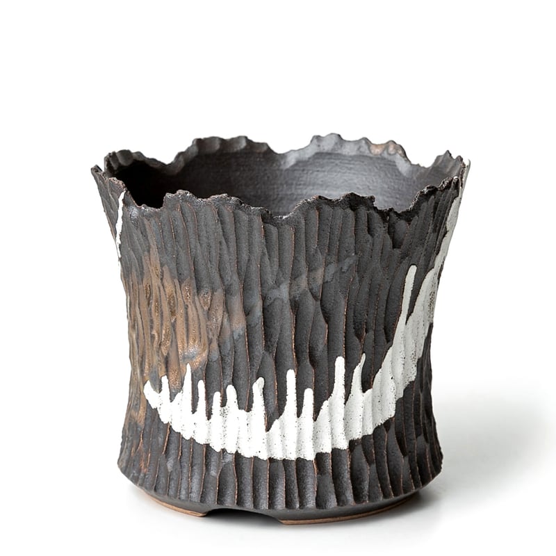 レア❤️カット苗✨丸葉象牙スペシャル✨ レア❤️カット苗✨丸葉象牙