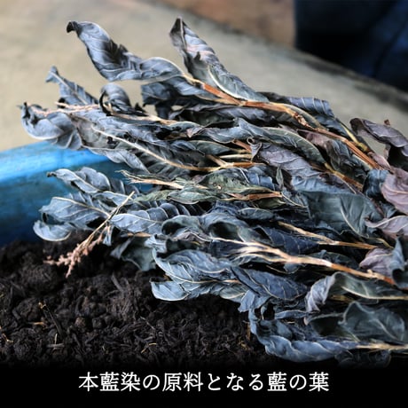 HOFI-027-JB [ 本藍染 ] reboot vintage code.01 : 群青