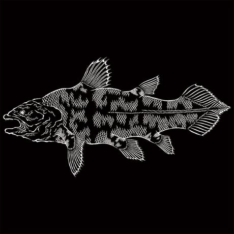 HOFI-028 ペンアートＴシャツ：49. シーラカンス