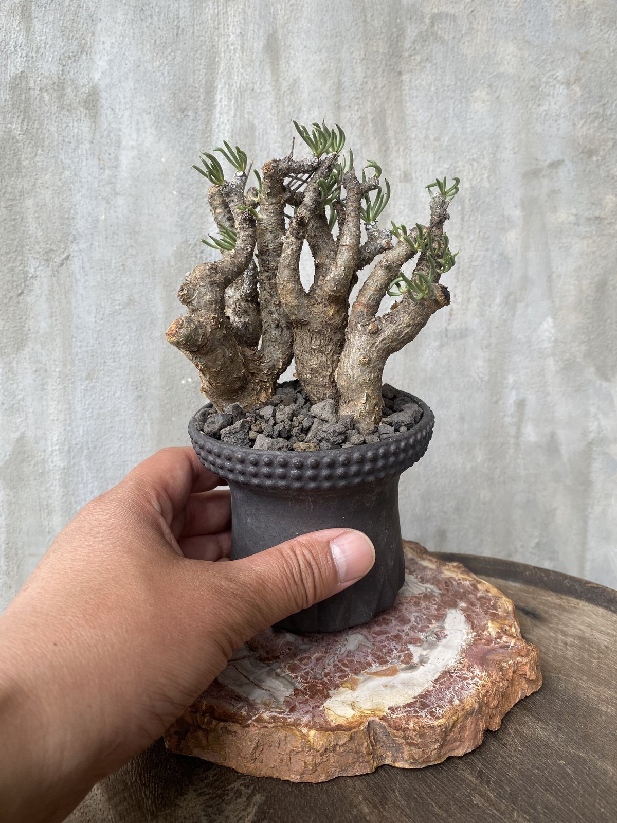 【植物×鉢】チレコドン ペアルソニー 発根済 現地株 × 8labo 塊根