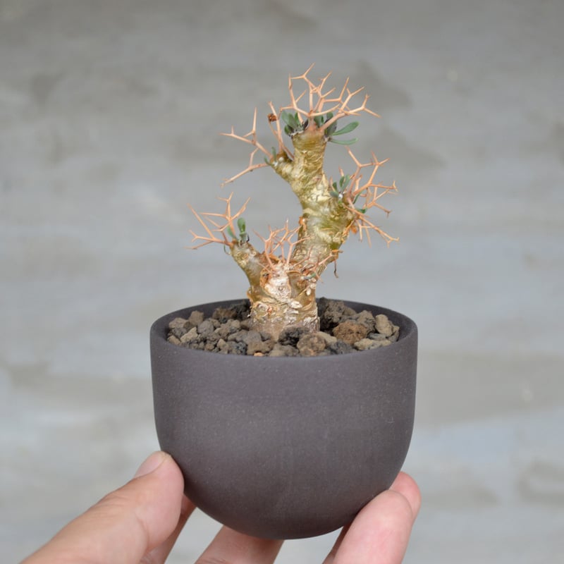 植物 × 鉢 】オトンナ ユーフォルビオイデス 黒鬼城 × Valiem