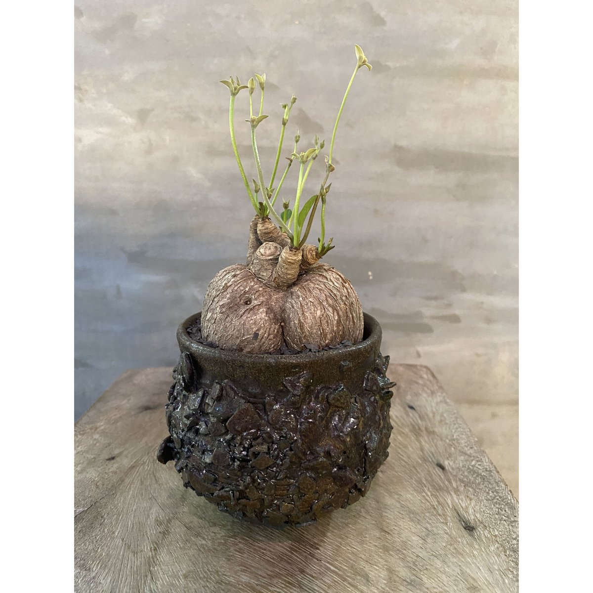 【植物×鉢】ユーフォルビア プリムリフォリア 塊根植物 コーデック