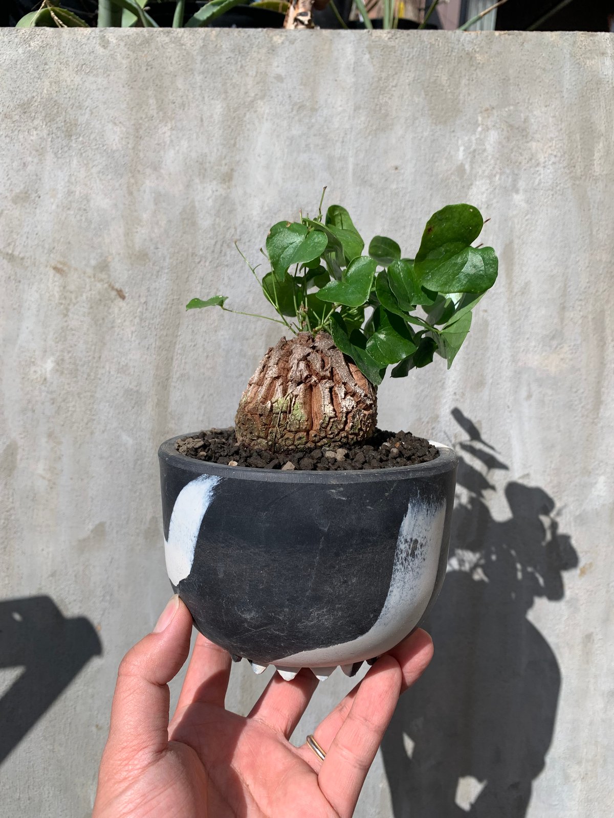 植物×鉢] ：亀甲竜 実生株 ×みるくサンマーブルポット | A-PLANTS|塊根 