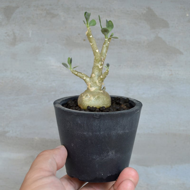 植物] オトンナ トリプリネルビア 実生株 | A-PLANTS|塊根植物販売