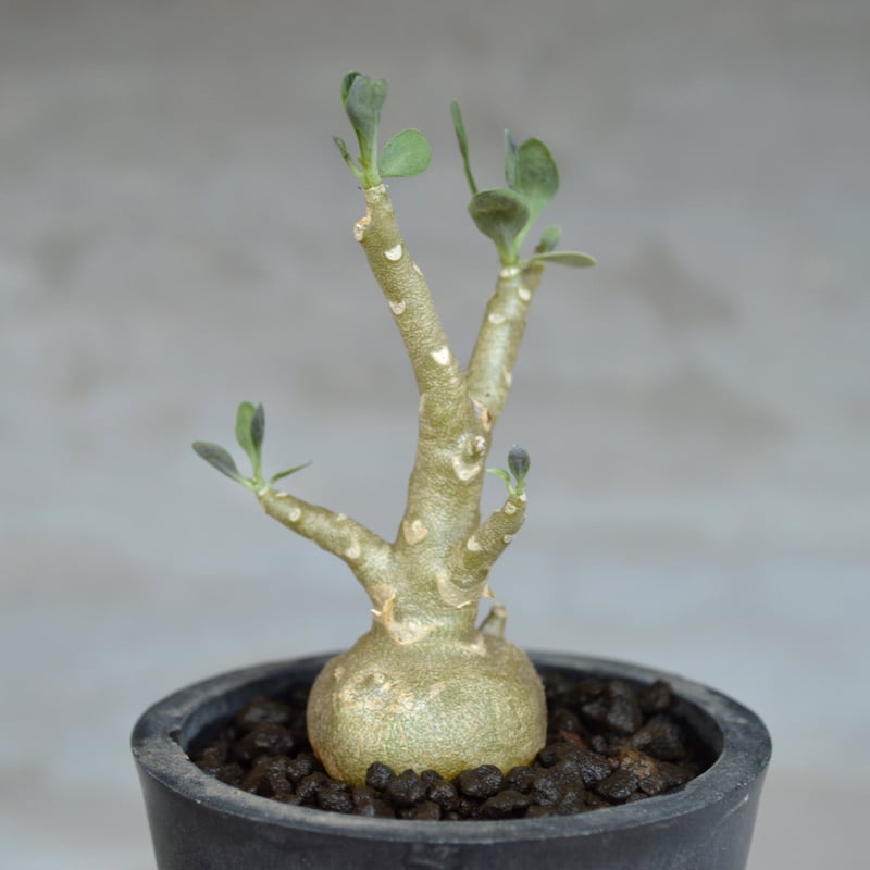 植物] オトンナ トリプリネルビア 実生株 | A-PLANTS|塊根植物販売
