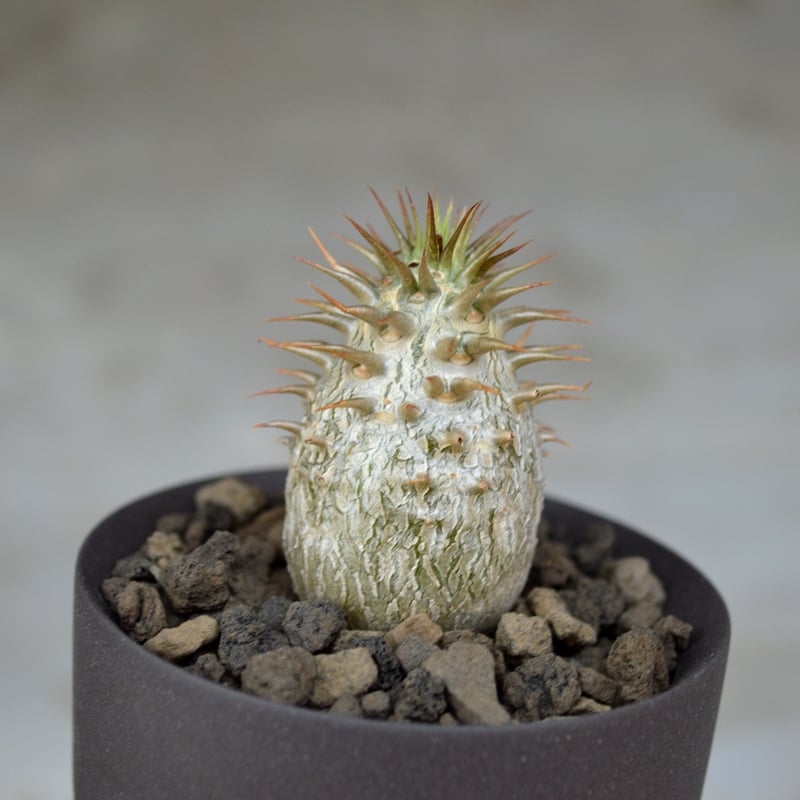 植物 × 鉢 】パキポディウム マカイエンセ × Valiem GHOST（BOWL / X