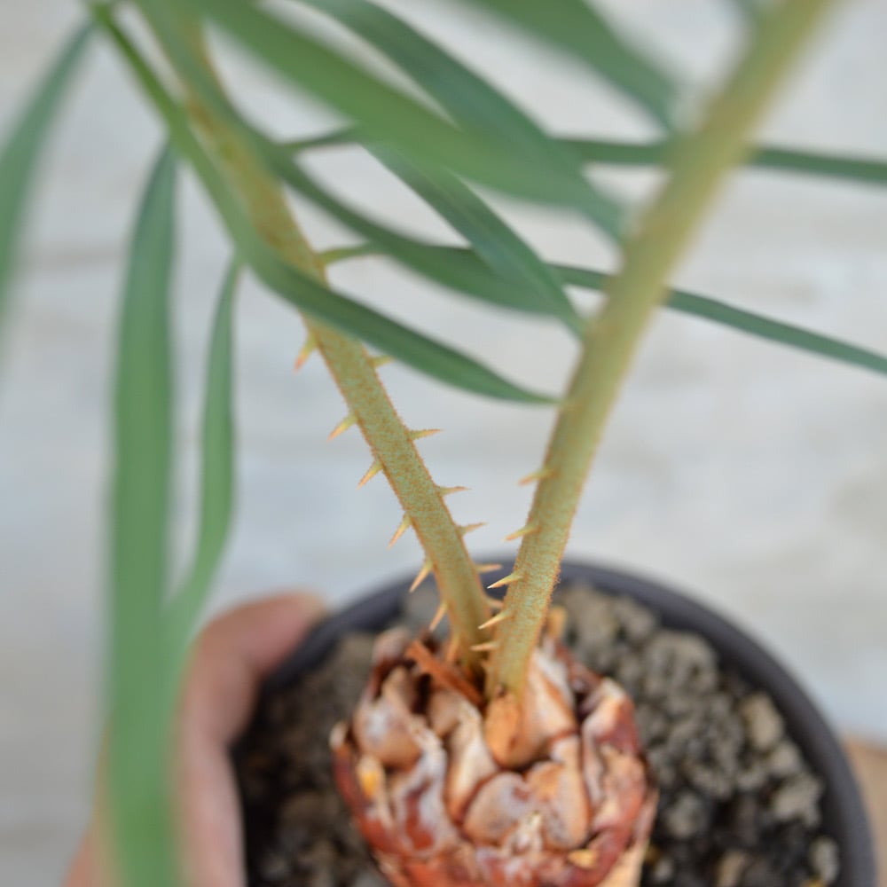 植物×鉢】サイカス カイルンシアナ x 保田修作 陶器鉢 | A 植物×鉢】サイカス カイルンシアナ x 保田修作 陶器鉢 | A