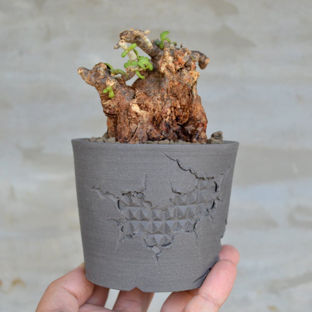 植物×鉢】ケラリア ピグマエア 現地球 <良型> 発根済み × 陶器鉢 植物×鉢】ケラリア ピグマエア 現地球 <良型> 発根済み × 陶器鉢