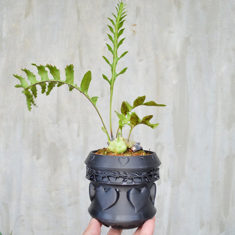 植物 x 鉢] レカノプテリス Lecanopteris celebica Masamba,