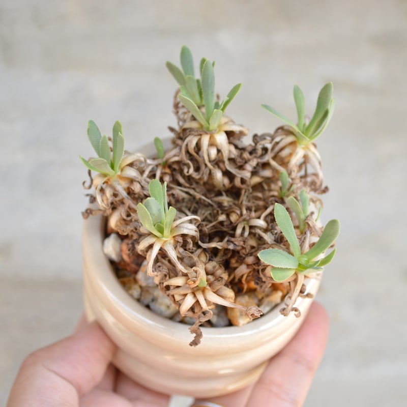 植物 × 鉢 】オトンナ レトロルサ × 陶器鉢 | A-PLANTS|塊根植物販売