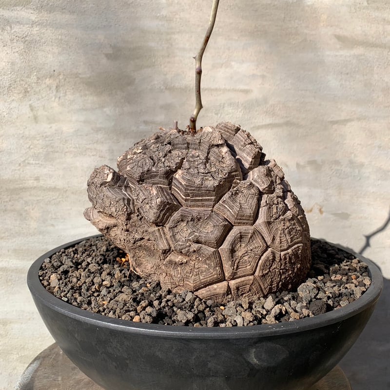 アフリカ亀甲竜・7号鉢 アフリカ亀甲竜 4.5号鉢 (B) - メルカリ