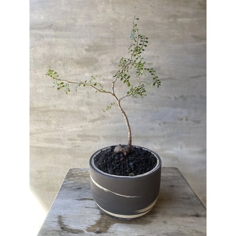【植物×鉢】オペルクリカリア パキプス実生 × clayman SHIRAKABA Sサイズ 塊根植物 コーデックス  多肉植物