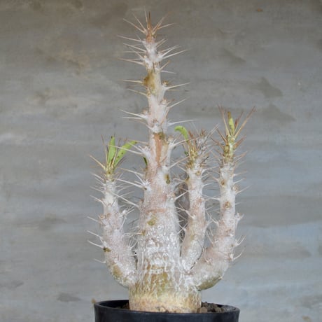 CATEGORY pachypodium パキポディウム | A-PLANTS|塊根植物販売 CATEGORY pachypodium パキポディウム | A-PLANTS|塊根植物販売