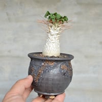 植木鉢】goat <LOST> - Msize 陶器鉢 多肉植物 塊根植物