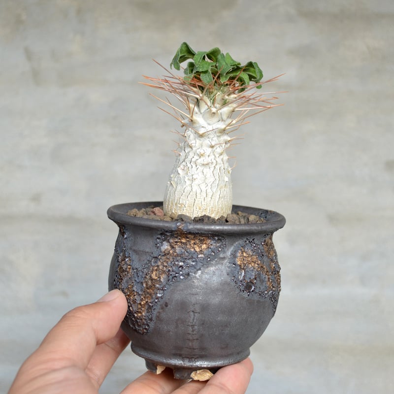植物×鉢】パキポディウム ナマクアナム 光堂 × wild heaven 陶器